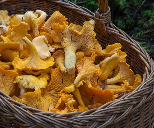 Champignons girolles au restaurant "La Table de Trois" à Bordeaux